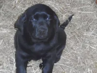 Roxy, a female Labrador Retriever for sale in Marathon, NY – Photo 6 of 10