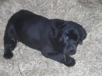 Roxy, a female Labrador Retriever for sale in Marathon, NY – Photo 2 of 10