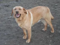Roxy, a female Labrador Retriever for sale in Marathon, NY – Photo 8 of 10