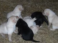 Bruiser, a male Labrador Retriever for sale in Marathon, NY – 4 of 10