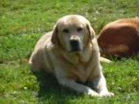Luby, a female Labrador Retriever for sale in Marathon, NY – 10 of 10