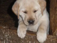 Suzy Q, a female Labrador Retriever for sale in Marathon, NY – Photo 4 of 10