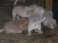 Suzy Q, a female Labrador Retriever for sale in Marathon, NY – Photo 3 of 10