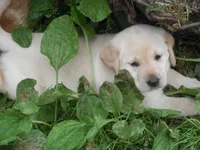 Suzy Q, a female Labrador Retriever for sale in Marathon, NY – Photo 5 of 10