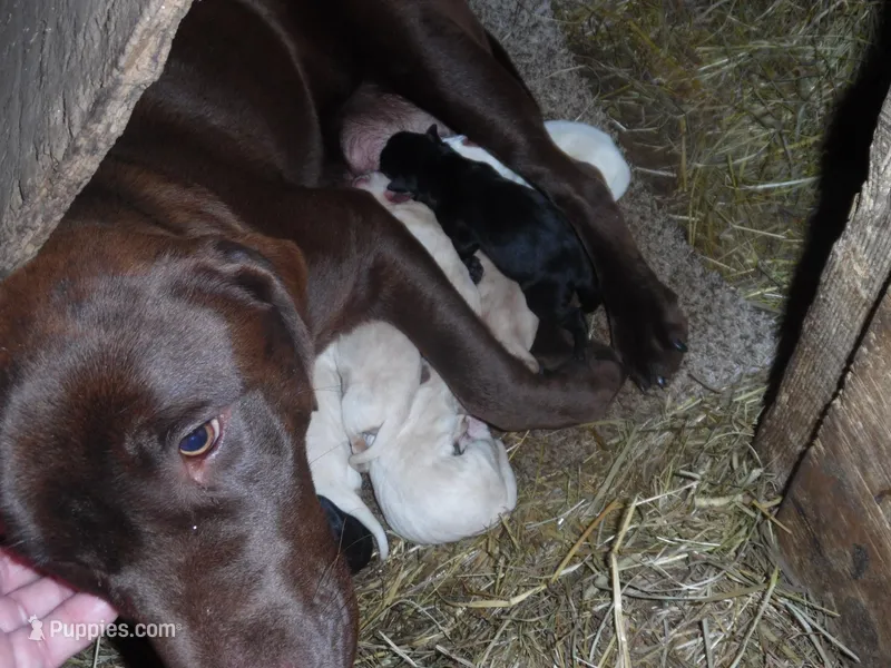 Suzy Q, a female Labrador Retriever for sale in Marathon, NY – Photo 1 of 10