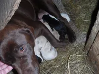 Suzy Q, a female Labrador Retriever for sale in Marathon, NY – Photo 1 of 10