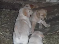 Suzy Q, a female Labrador Retriever for sale in Marathon, NY – Photo 6 of 10