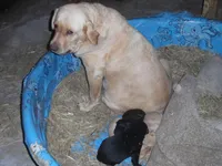 Suzy Q, a female Labrador Retriever for sale in Marathon, NY – Photo 9 of 10