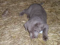 Luby, a female Labrador Retriever for sale in Marathon, NY – 5 of 10