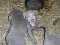 Lancer, a male Labrador Retriever for sale in Marathon, NY – 5 of 10