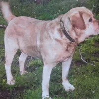 Angelina, a female Labrador Retriever for sale in Marathon, NY – Photo 6 of 10