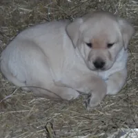 Angelina, a female Labrador Retriever for sale in Marathon, NY – Photo 1 of 10
