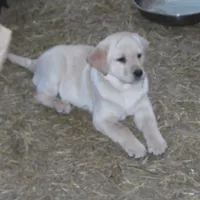 Angelina, a female Labrador Retriever for sale in Marathon, NY – Photo 4 of 10