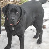 Angelina, a female Labrador Retriever for sale in Marathon, NY – Photo 10 of 10