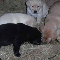 Angelina, a female Labrador Retriever for sale in Marathon, NY – Photo 2 of 10