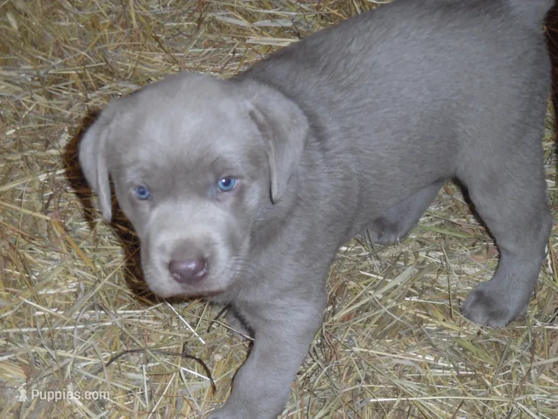 Lancer – Labrador Retriever puppy for sale in Marathon, NY