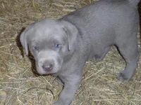 Lancer, a male Labrador Retriever for sale in Marathon, NY – 1 of 10