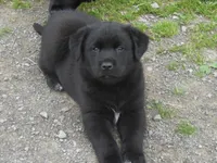 Zorro, a male Border Collie and Labrador Retriever for sale in Marathon, NY – Photo 7 of 10