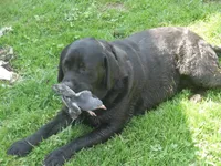 Zorro, a male Border Collie and Labrador Retriever for sale in Marathon, NY – Photo 10 of 10