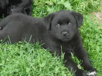 Zorro, a male Border Collie and Labrador Retriever for sale in Marathon, NY – Photo 2 of 10