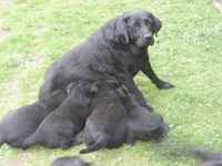 Zorro, a male Border Collie and Labrador Retriever for sale in Marathon, NY – Photo 4 of 10