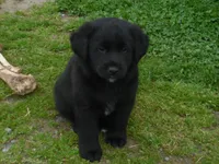 Zorro, a male Border Collie and Labrador Retriever for sale in Marathon, NY – Photo 5 of 10