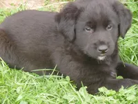 Zorro, a male Border Collie and Labrador Retriever for sale in Marathon, NY – Photo 6 of 10