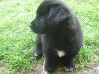 Zorro, a male Border Collie and Labrador Retriever for sale in Marathon, NY – Photo 3 of 10