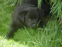 Zorro, a male Border Collie and Labrador Retriever for sale in Marathon, NY – Photo 9 of 10