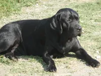 Luby, a female Labrador Retriever for sale in Marathon, NY – 9 of 10