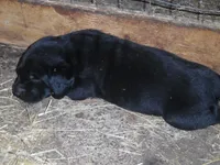 Black Tooco, a male Labrador Retriever for sale in Marathon, NY – 9 of 10