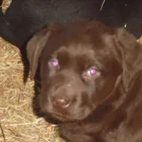 Macey, a female Labrador Retriever for sale in Marathon, NY – Photo 7 of 10
