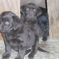 Macey, a female Labrador Retriever for sale in Marathon, NY – Photo 3 of 10