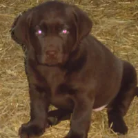 Macey, a female Labrador Retriever for sale in Marathon, NY – Photo 1 of 10