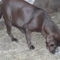 Macey, a female Labrador Retriever for sale in Marathon, NY – Photo 10 of 10