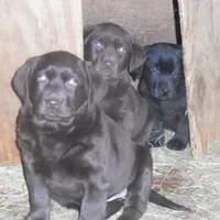 Macey, a female Labrador Retriever for sale in Marathon, NY – Photo 2 of 10
