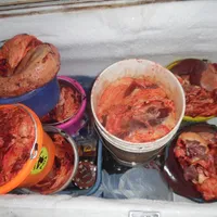 Macey, a female Labrador Retriever for sale in Marathon, NY – Photo 8 of 10