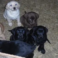 Molly, a female Labrador Retriever for sale in Marathon, NY – Photo 5 of 10
