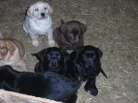 Molly, a female Labrador Retriever for sale in Marathon, NY – Photo 5 of 10