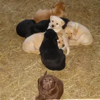 Molly, a female Labrador Retriever for sale in Marathon, NY – Photo 9 of 10
