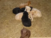 Molly, a female Labrador Retriever for sale in Marathon, NY – Photo 9 of 10