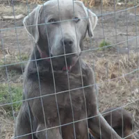 Molly, a female Labrador Retriever for sale in Marathon, NY – Photo 10 of 10