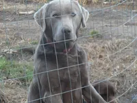 Molly, a female Labrador Retriever for sale in Marathon, NY – Photo 10 of 10