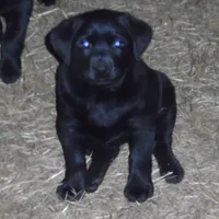 Molly, a female Labrador Retriever for sale in Marathon, NY – Photo 1 of 10