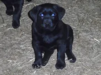 Molly, a female Labrador Retriever for sale in Marathon, NY – Photo 1 of 10