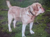 Molly, a female Labrador Retriever for sale in Marathon, NY – Photo 4 of 10