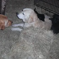 Max, a male Labrador Retriever for sale in Marathon, NY – Photo 4 of 10