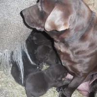 Max, a male Labrador Retriever for sale in Marathon, NY – Photo 2 of 10