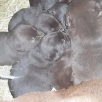 Max, a male Labrador Retriever for sale in Marathon, NY – Photo 6 of 10
