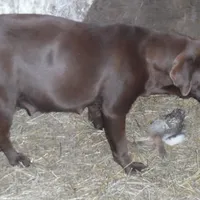 Max, a male Labrador Retriever for sale in Marathon, NY – Photo 10 of 10